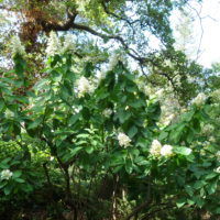 Hydrangea paniculata &lsquo;VanilleFraise&rsquo;