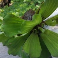 Pistie stratiotes, Laitue d’eau, Salade d’eau, Chou aquatique, Salade du Nil