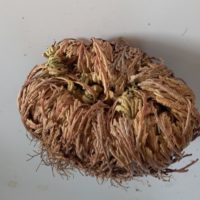 Fausse Rose de Jéricho, Sélaginelle, Plante de la résurrection, Mousse de résurrection