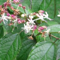 Clérodendron trichotome, Arbre du clergé, Arbre aux beurre de cacahuète, Arbre fortune