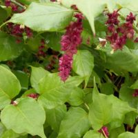 Leycestérie élégante, Arbre aux faisans, Chèvrefeuille de l’Himalaya