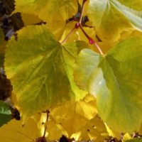 Tilleul commun, Tilleul d’Europe, Tilleul vulgaire