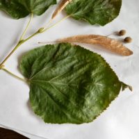Tilleul à grandes feuilles, Tilleul d’été, Tilleul de Hollande
