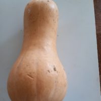 Courge butternet, Doubeurre
