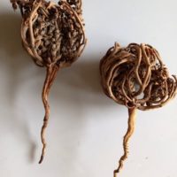 Rose de Jéricho Anastatique, Shajarat ou Chajarat Mariam, Plante de la fertilité, Main de Marie