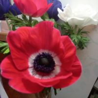 Anémone couronne, Anémone des fleuriste, Anémone Caen