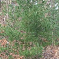 Pin de Weymouth, Pin du Lord, Pin blanc