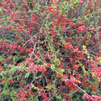 Cognassier du Japon remarquable, Cognassier du Japon à fleurs, Chénomèle remarquable