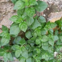 Petite Pariétaire,Pariétaire de Judée, Pariétaire des murs, Pariétaire couchée