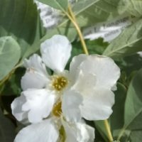Exochorde, Buisson de perles, Bouquet de la mariée