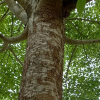 Micocoulier occidental, Micocoulier de Virginie, Celtis occidentalis, Bois inconnu, Orme bâtard