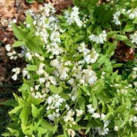 Deutzia élancé, Deutzia grêle, Fleur de neige japonais