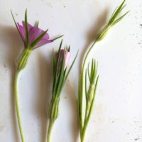 Nielle des blés, Œillet des champs, Couronne des blés, Lychnide nielle