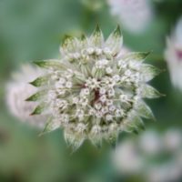 Astrance élevée, Grande radiaire , Grande Astrante, Étoile des prés