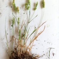 Koelérie fausse fléole, Koelérie à crête, Rostraire à crête