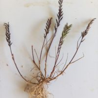 Catapode rigide, Pâturin rigide, Desmazérie rigide, Poil de loups, Fern-grass