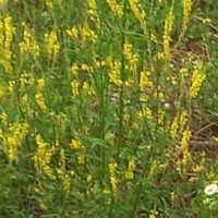 Melilot officinal, Melilot jaune (L.)Lam.