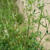 Mélilot blanc, Trèfle de cheval