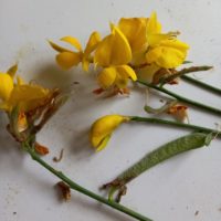 Genêt d’Espagne, Genêt à tige de jonc