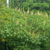 Marronnier à petites fleurs, Pavier blanc, Marronnier nain