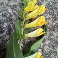 Mélampyre des prés