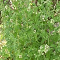 Népéta chataire, Herbe-aux-chats, Menthe des chats, Catmint