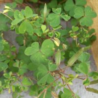 Oxalis corniculé, Oxalis cornu, Trèfle jaune