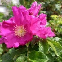 Rosier rugueux, Rosier du Japon, Rosier d’embrun, Rosier fripé