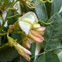 Sophora du Japon, Arbre aux pagodes