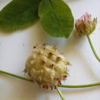 Trèfle porte-fraise