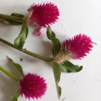 Amarantine globuleuse, Gomphréna globuleuse, Immortelle