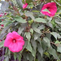 Hibiscus des marais, Hibiscus moscheutos, ketmie des marais