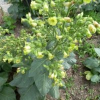 Tabac de jardin, Petit Tabac, Tabac rustique, Jusquiame jaune