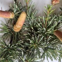 Cèdre de l’Atlas, cèdre du mont de l’Atlas, Cèdre d’Algérie et Cèdre bleu