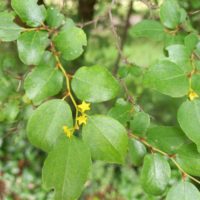 Argalou, Paliure épine-du-Christ, Paliure, Porte-drapeau