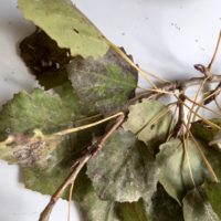 Peuplier tremble,  Trémolin, Trémou