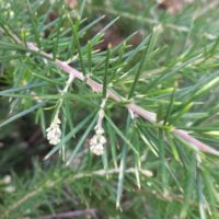 Grévilléa à feuilles de genévrier