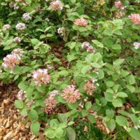 Viorne de Carles, Viorne de Corée