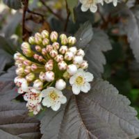 Spirée Van Houtte, Horticole