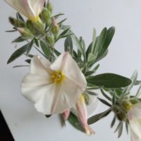 Liseron de Boissier, Liseron des Balkans, Liseron brillant