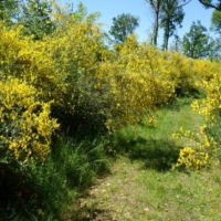 Genêt à balais, Sarothamne à balais, Brande, Juniesse