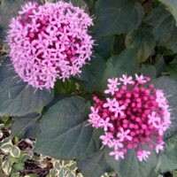 Clérodendron de Bunge, Hortensia mexicain, Clérodendron fétide