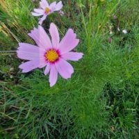 Cosmos penné, Cosmos annuel
