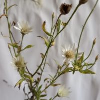 Camomille rayon de soleil, « Paper star », Marguerite en papier blanc