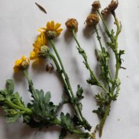 Chrysanthème des moissons, Chrysanthème des blés, Marguerite des blés, Souci des champs