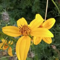 Cosmos à queue, Salade des rois