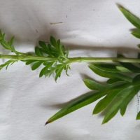 Cosmos sulfureux , Cosmos de Klondike, Cosmos orange