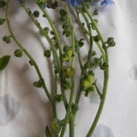 Myosotis de Chine, Cyclosse firmament ,Cynoglosse gracieuse
