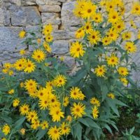 Hélianthe à feuilles étalées,  Hélianthe à feuilles divariquées