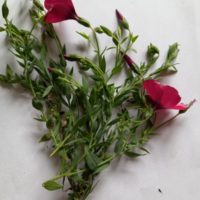 Lin à grandes fleurs rouges, Lin de Venise